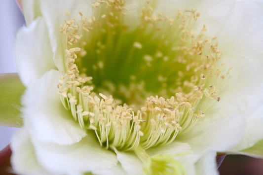 Night Bloomer