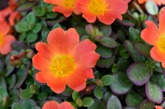 Orange Flowers and Deep Green Leaves – Abstract Botanical Photography Print