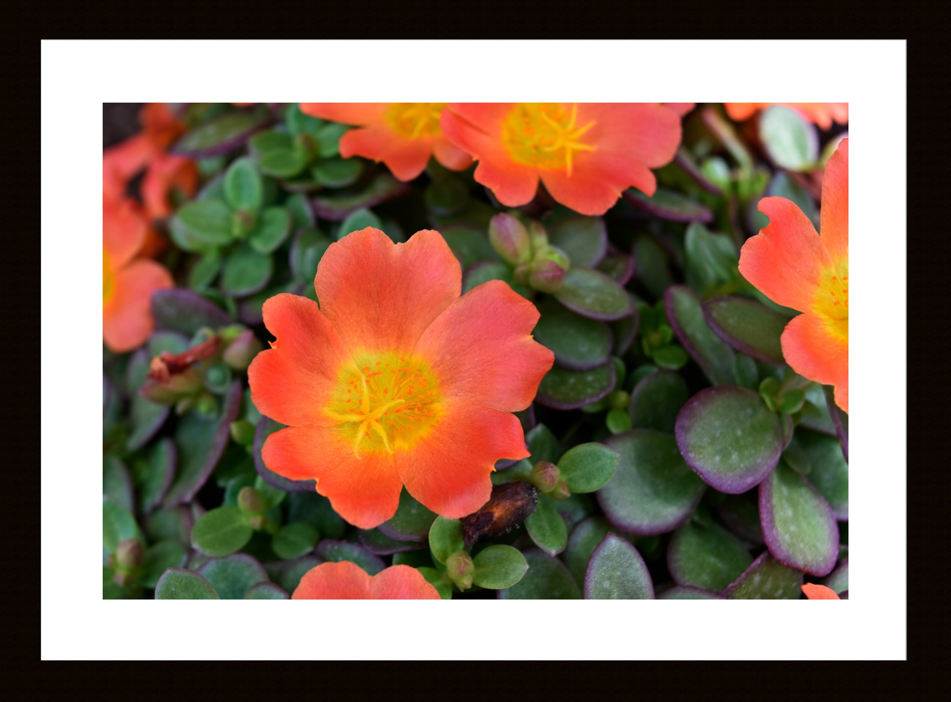 Orange Flowers and Deep Green Leaves, Original Photograph by Kim A. Bailey