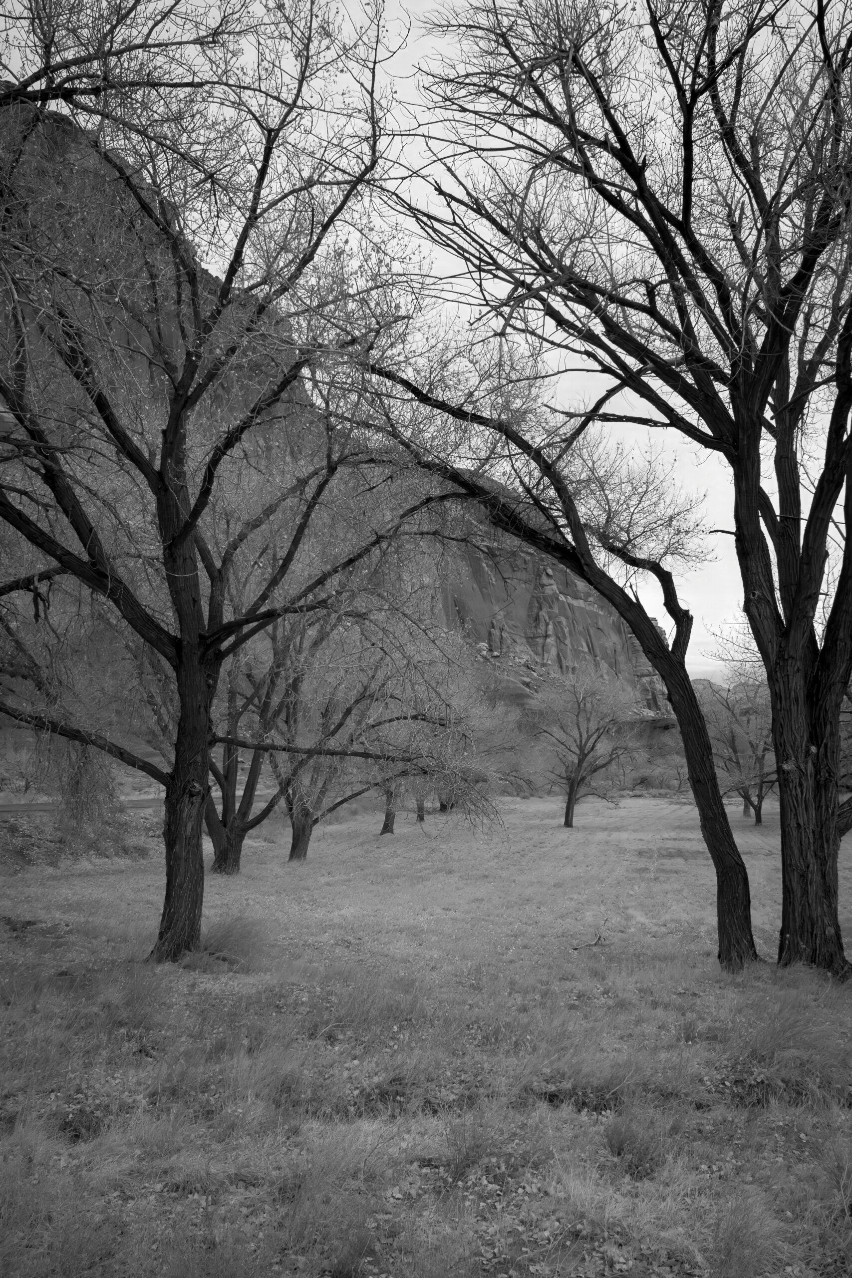 Orchard-Tree-at-Captial-Reef Original Black and White Photograph by Kim A. Bailey
