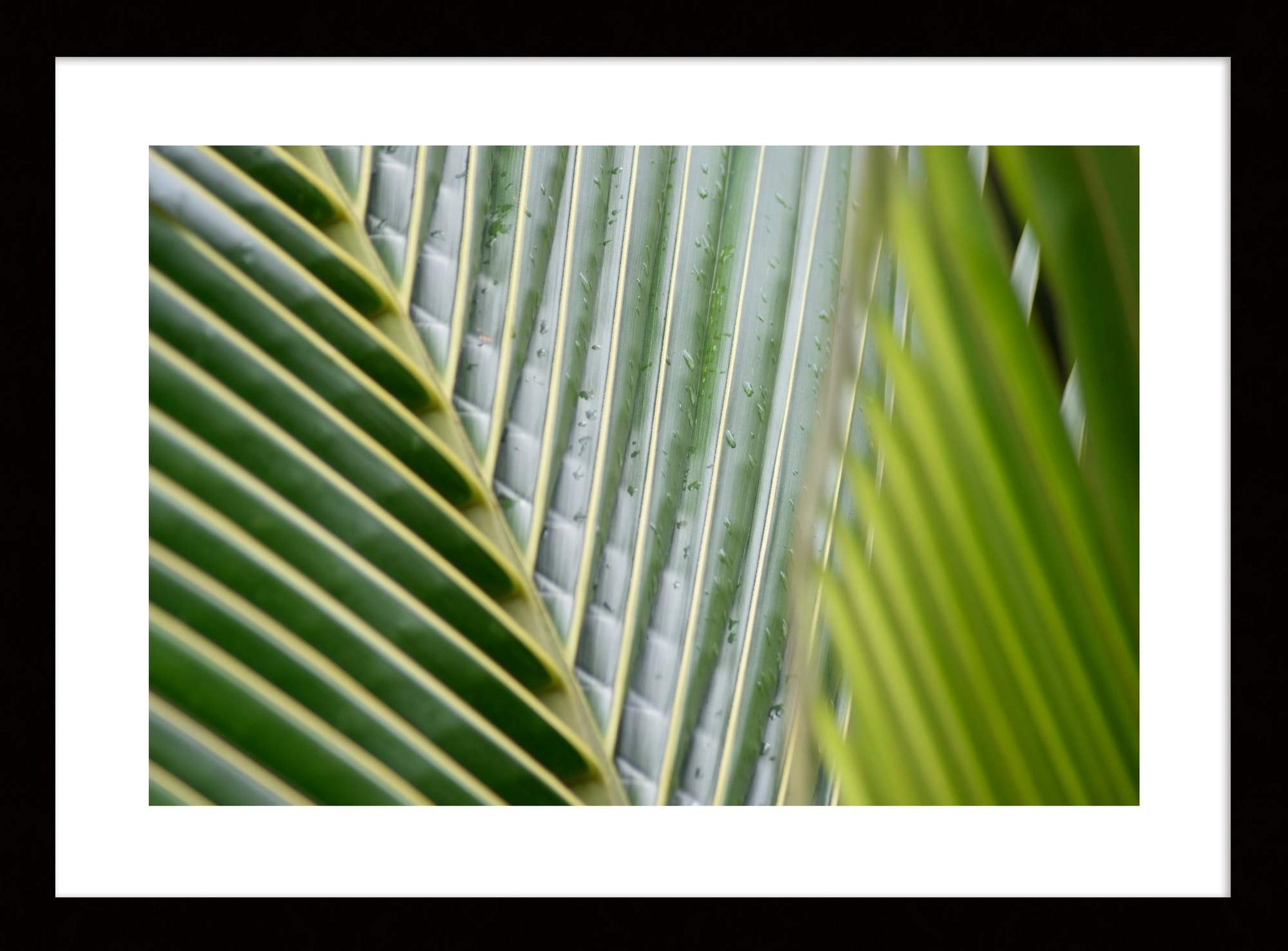 Palm_Frond_Original_Photograph_by_Kim_A._Bailey