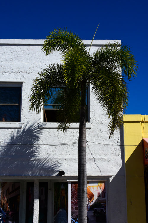 Photograph of a palm tree with its shadow on a white building, with a clear blue sky in the background and a yellow building to the side.