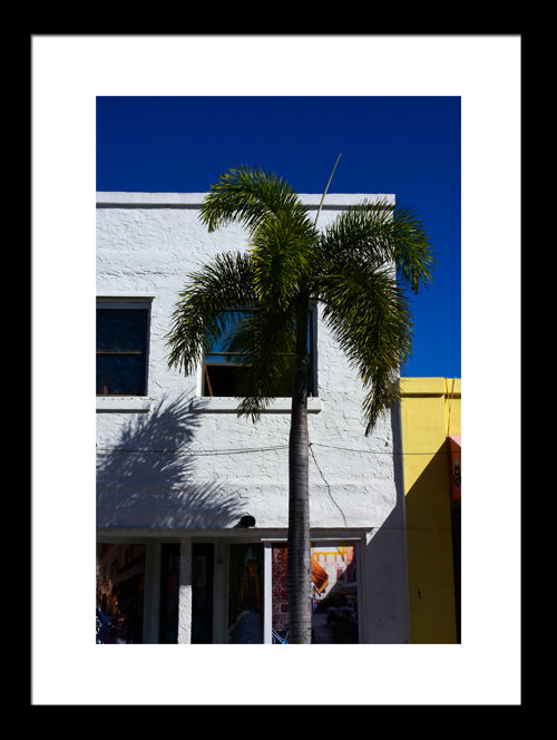 Palm_Tree_in_Town Original Photograph by Kim A. Bailey