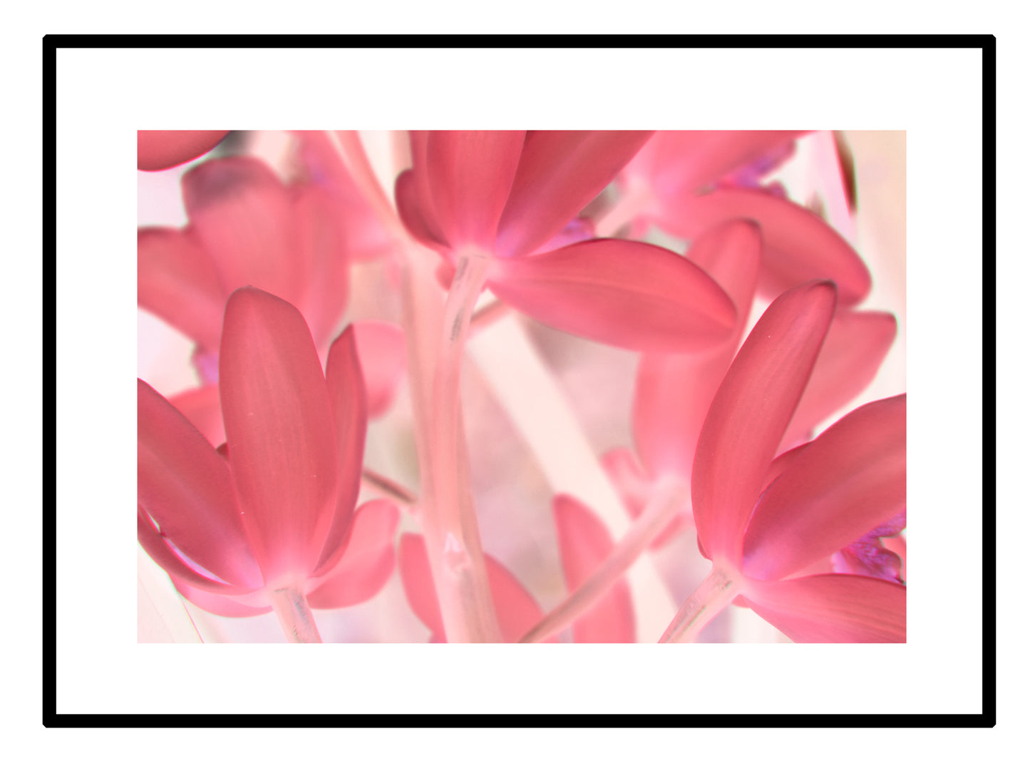 Pink Tinted Orchid - CUSTOMIZABLE!