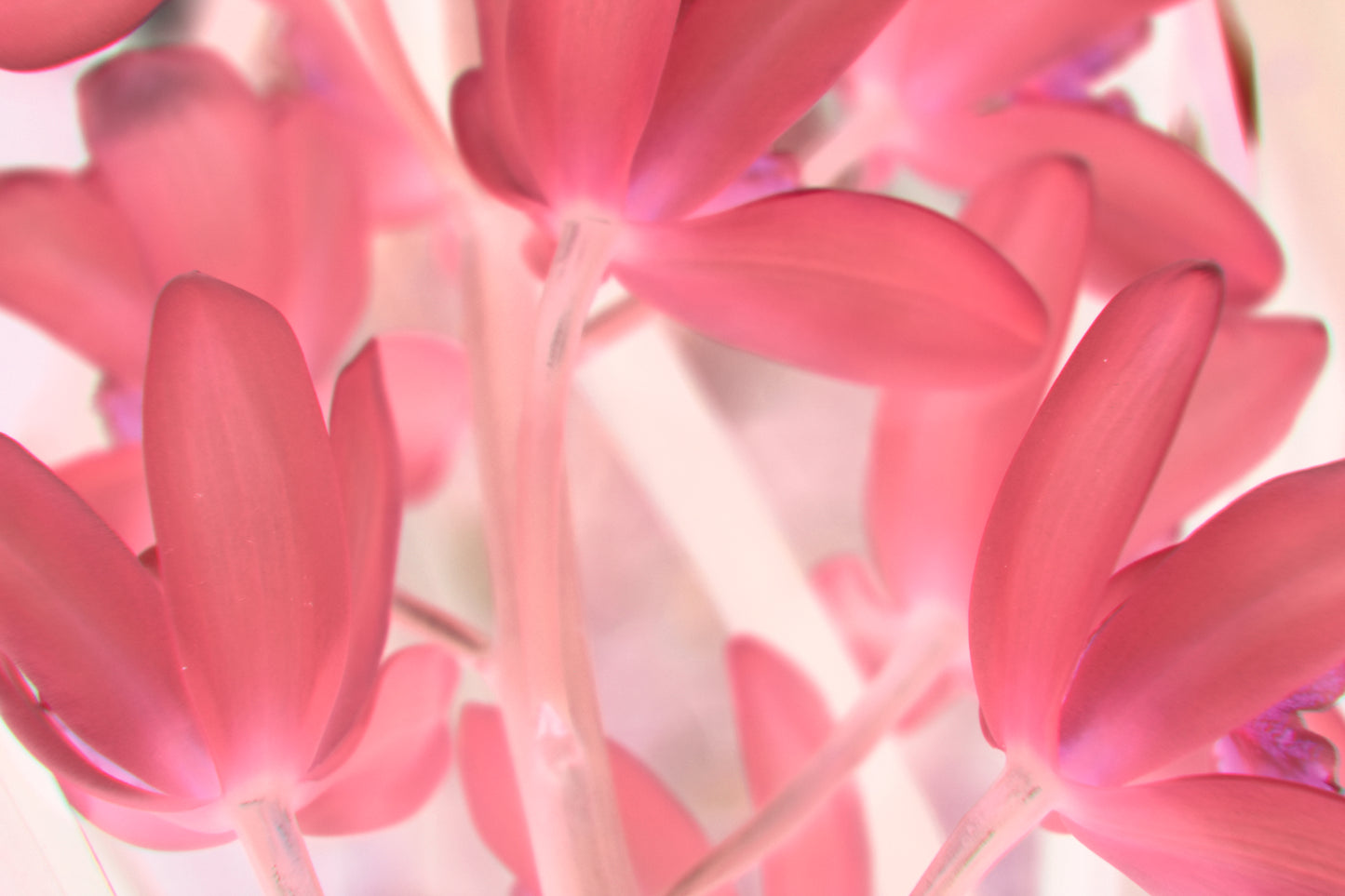 Pink Tinted Orchid - CUSTOMIZABLE!