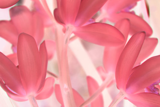 Pink Tinted Orchid - CUSTOMIZABLE!