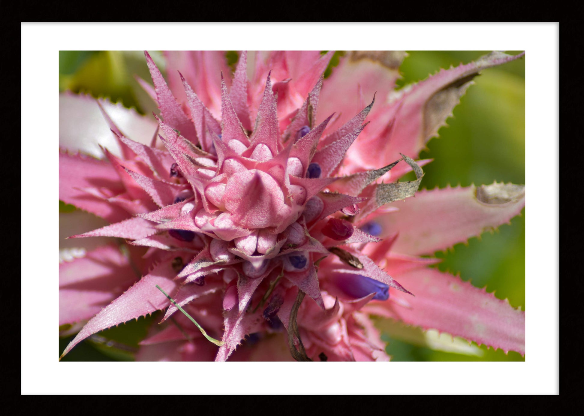 Pink_Bromeliad_Crown_Original_Photograph_by_Kim_A._Bailey