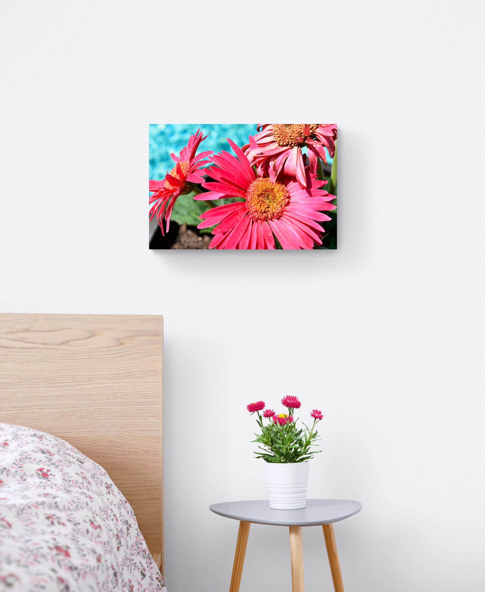 Pink Daisies, Original Photograph by Kim A. Bailey