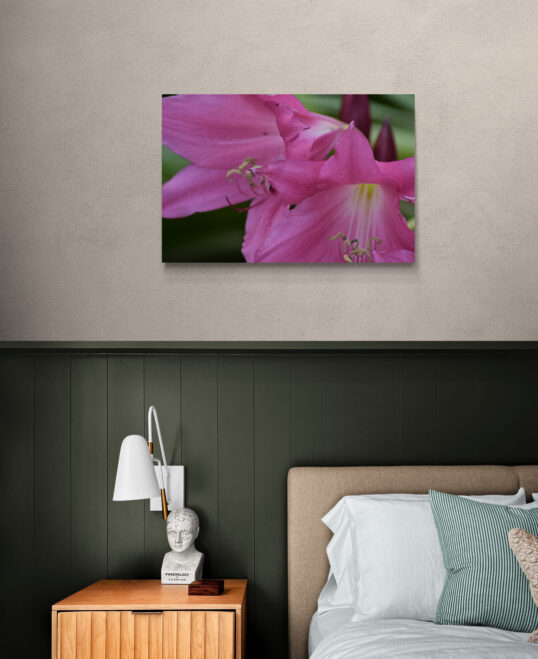 Pink Lilies, Original Photograph by Kim A. Bailey
