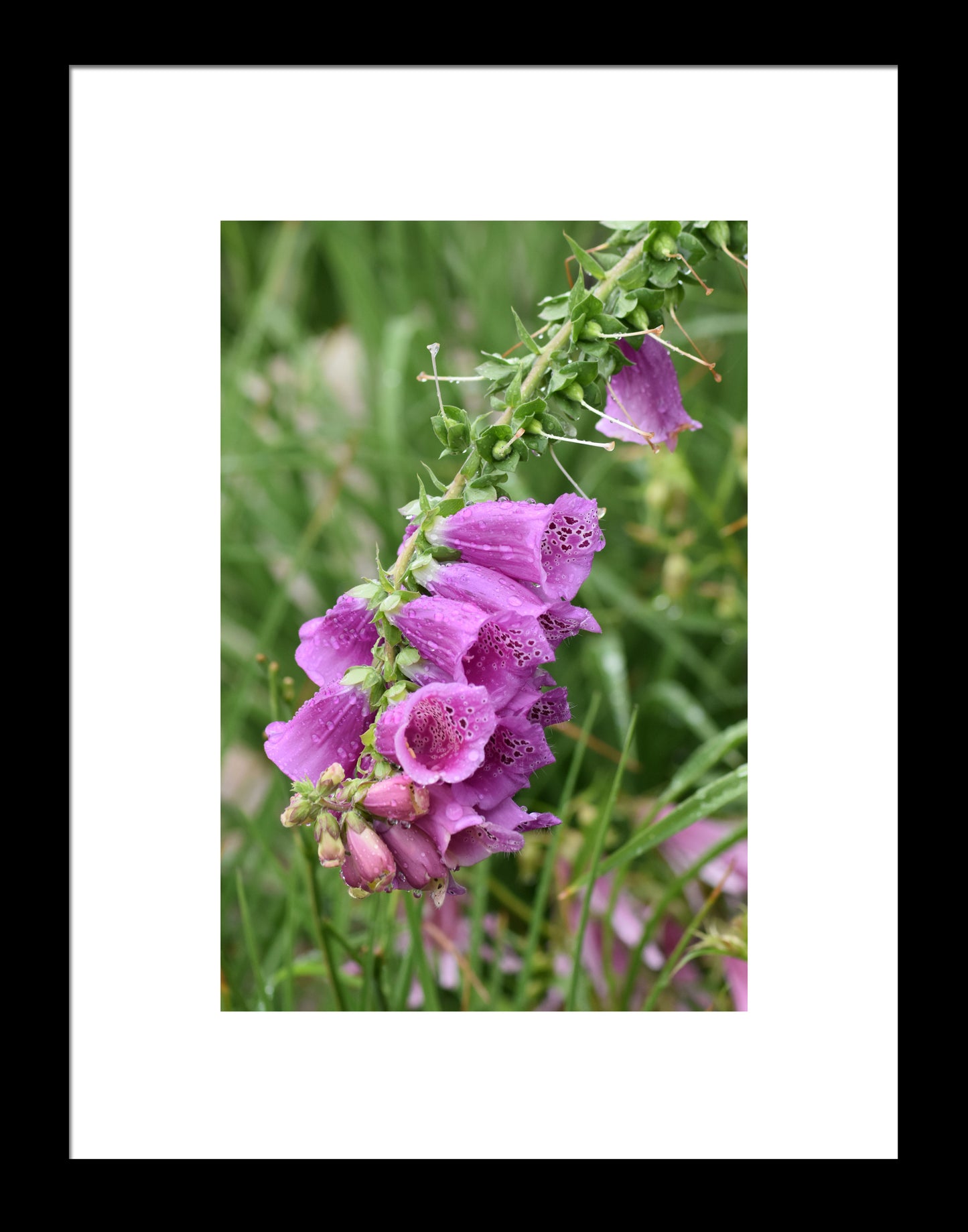 Purple Foxglove Original Photograph by Kim A. Bailey