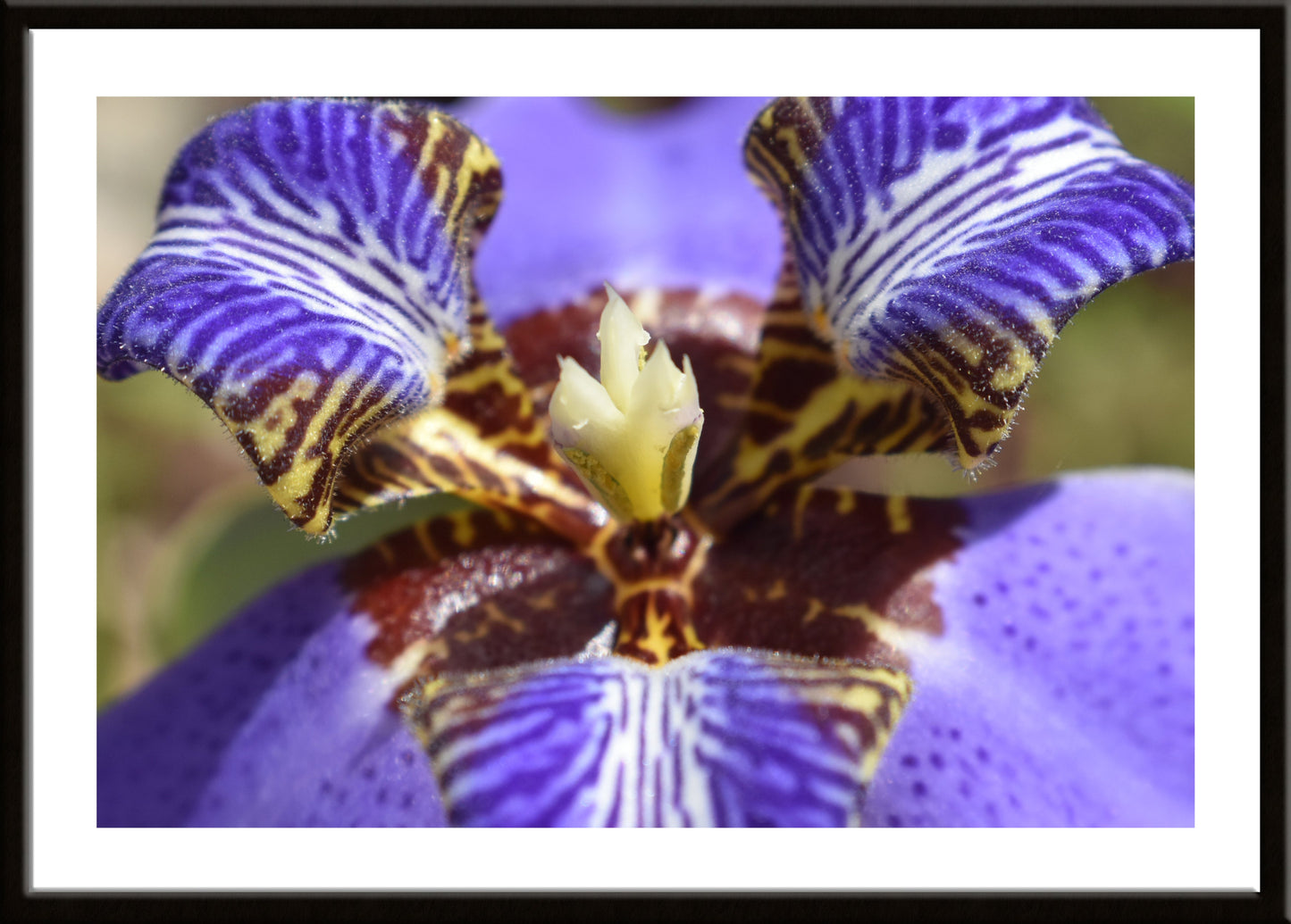 Purple Iris