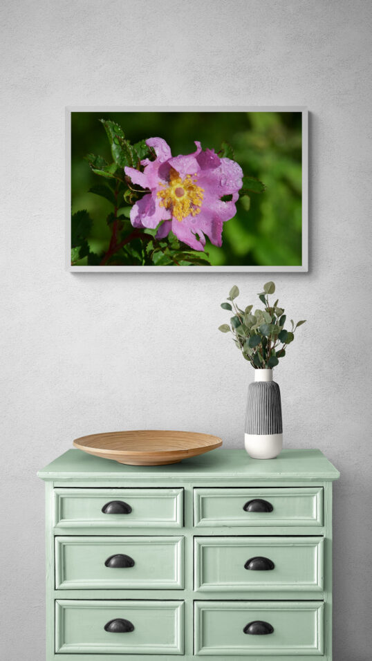 Purple_Wildflower_Original_Photograph_by_Kim_A._Bailey Hanging over a chest of drawers.