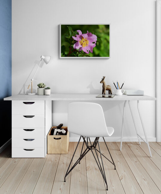 Purple_Wildflower_Original_Photograph_by_Kim_A._Bailey in a home office