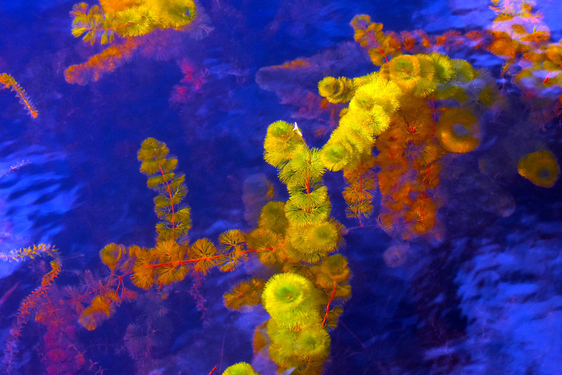A close-up abstract image of purple and yellow Cabomba (fanwort) aquatic plant with a blue background, representing a manipulation of natural colors for an artistic effect. Purple and Yellow (Cabomba), Original Photograph by Kim A. Bailey