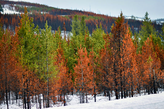 A landscape photograph featuring snow-covered ground and a line of pine trees with autumn orange and green foliage, with a mountainous background.