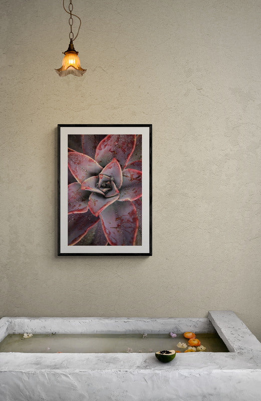 Framed artwork of a succulent plant on a wall above a stone basin.