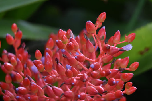 Close-up photograph of a red Bromeliad flower with a blurred green background.