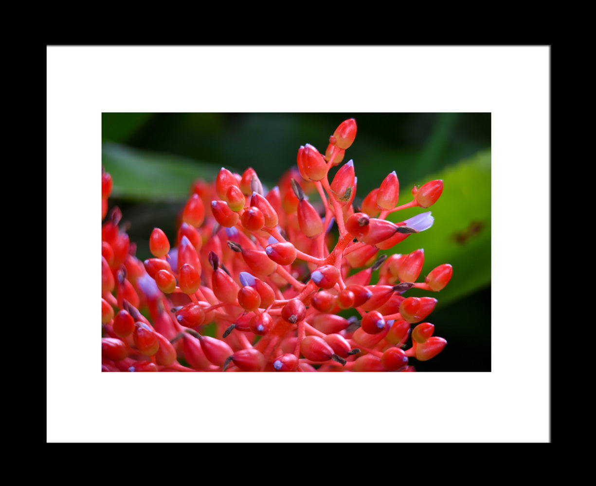 Red Bromeliad Flower Original Photograph by Kim A. Bailey
