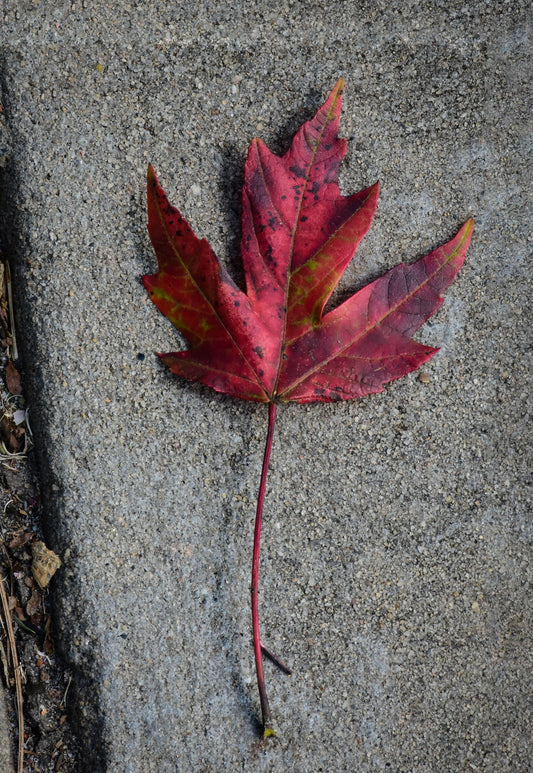 Red maple leaf on a concrete surface