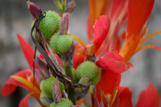Close-up photograph of red and green water lilies with a blurred background.