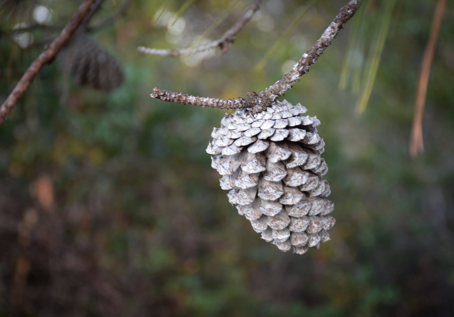 Pine cone on a branch with a blurred natural background