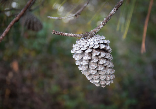 Pine cone on a branch with a blurred natural background