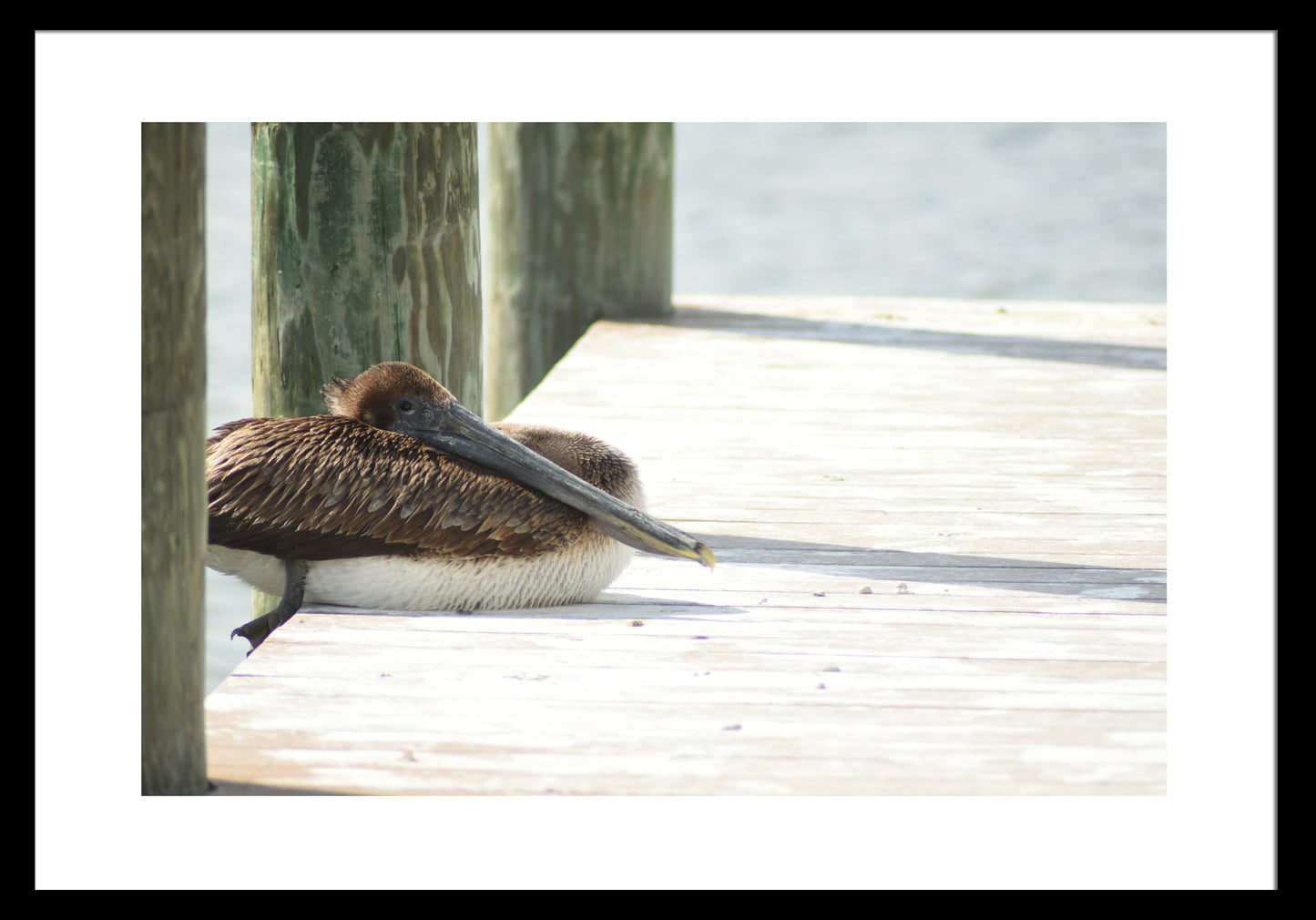 Sitting Pelican