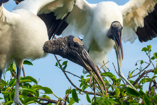 Storks-Tending-to-their-Nest-Original Photograph by Kim A. Bailey