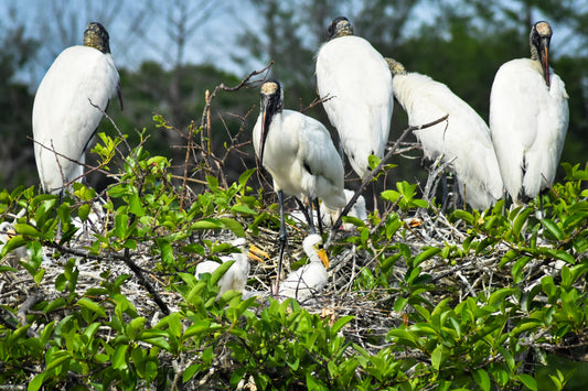 Storks-with-their-babies-scaled Original Photograph by Kim A. Bailey