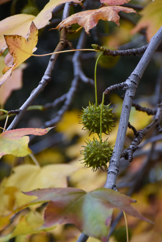 Sweetgum Seeds in Autumn Light