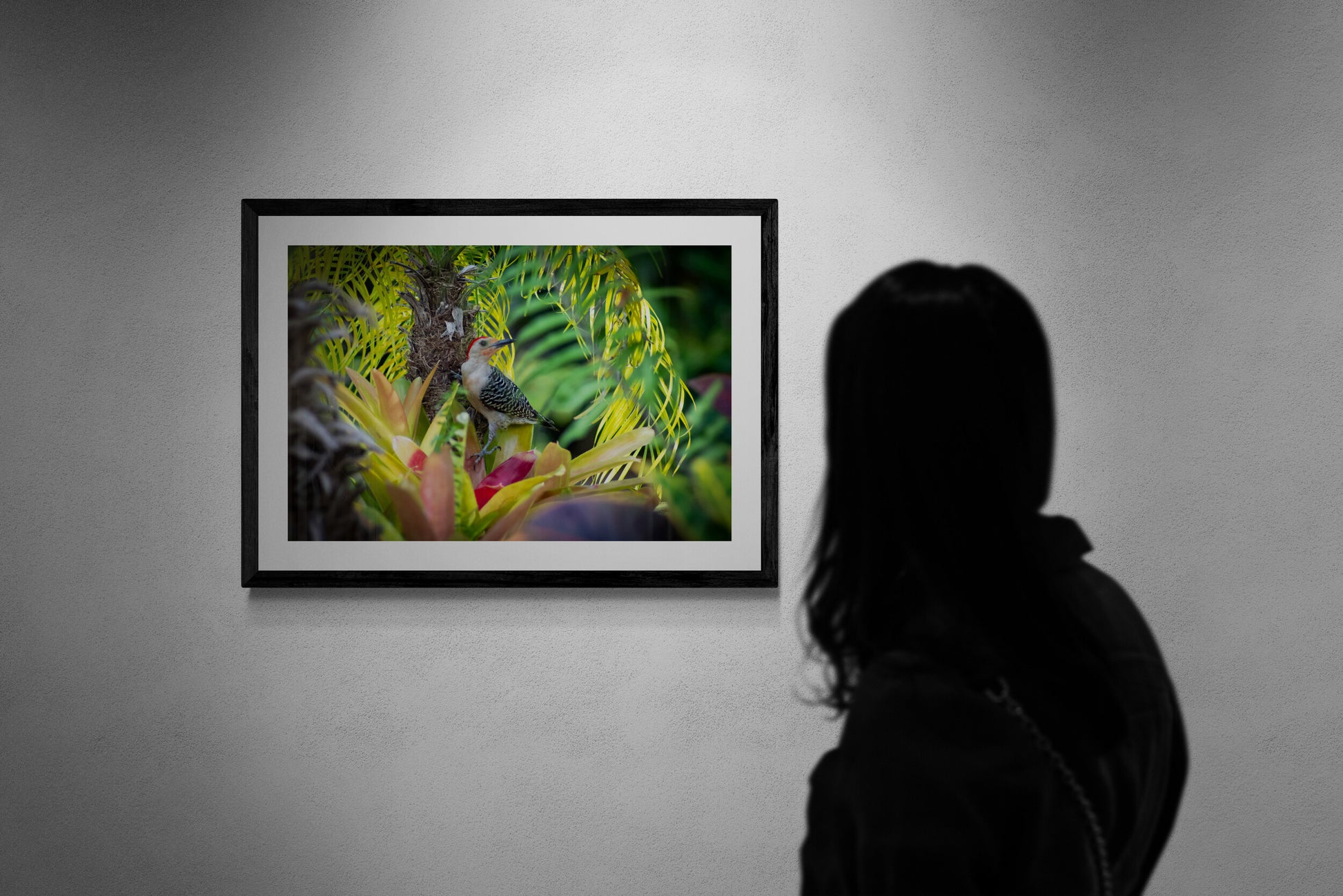 Person viewing a framed Woodpecker photograph on a wall.