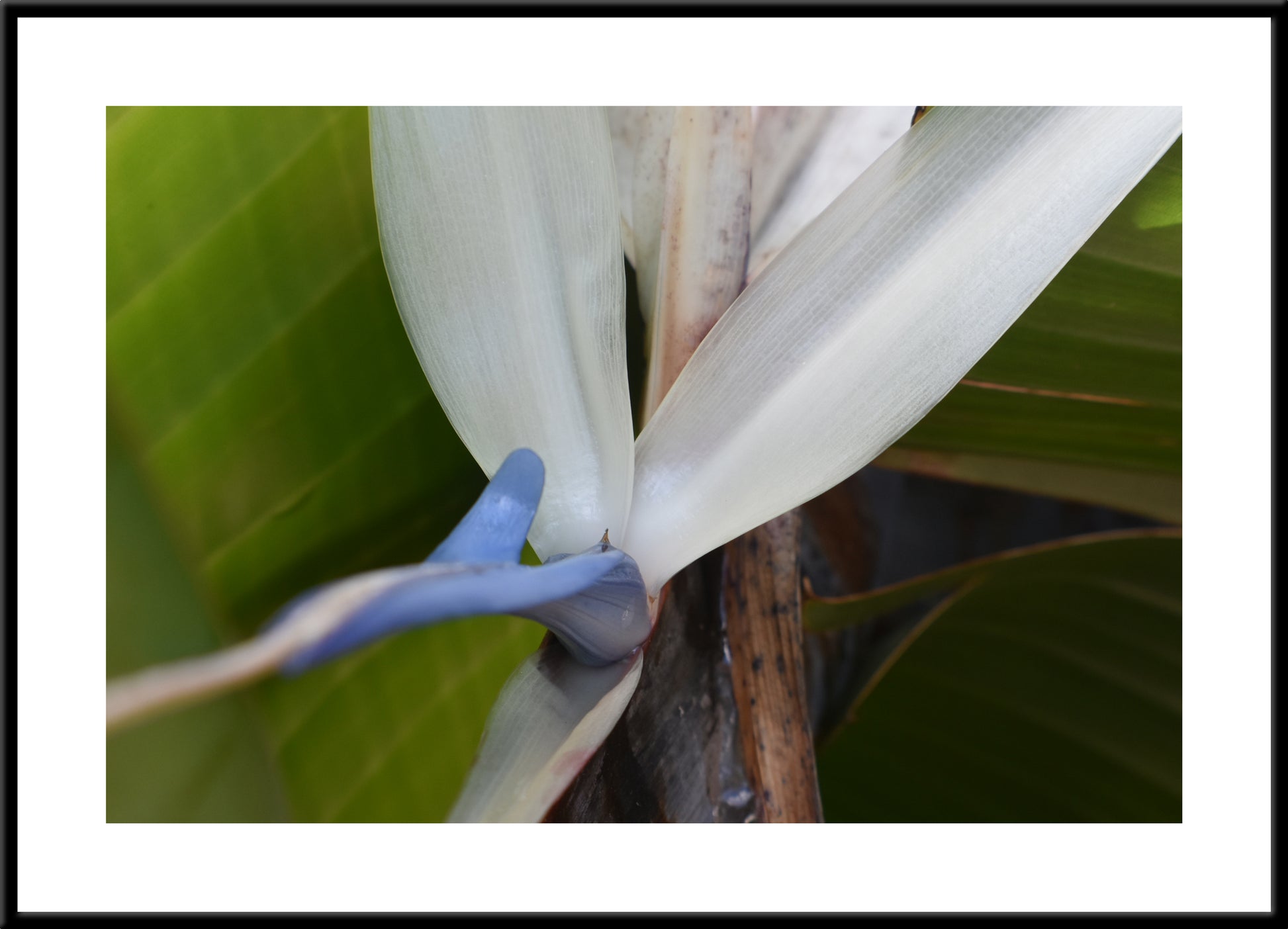 Travelers Palm Bloom (White Bird of Paradise) Original Photograph by Kim A. Bailey