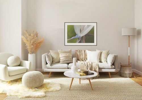 Travelers Palm Bloom (White Bird of Paradise) Original Photograph by Kim A. Bailey
