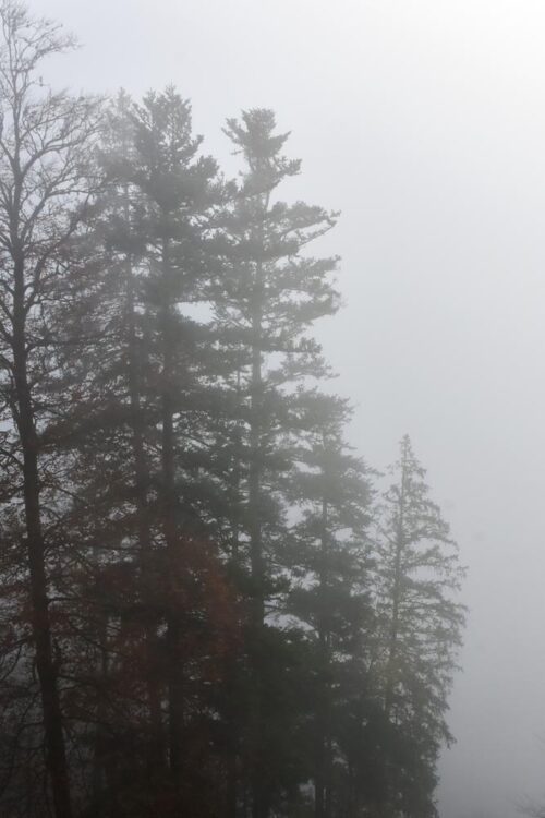 Trees-in-the-Mist, Austria Original Photograph by Kim A. Bailey