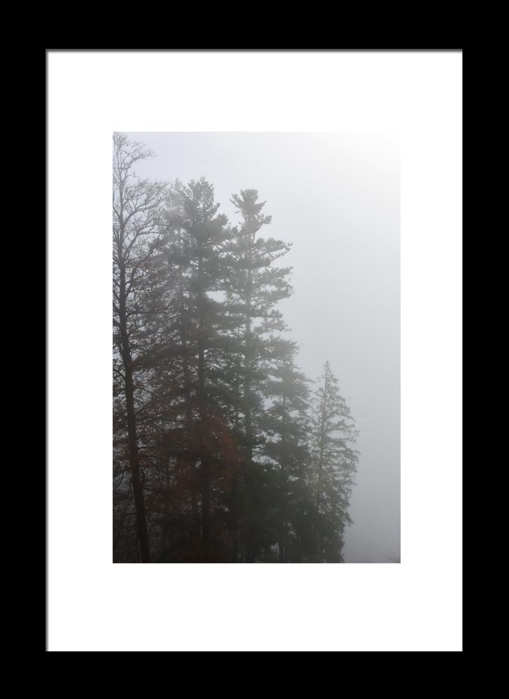Trees-in-the-Mist, Austria Original Photograph by Kim A. Bailey