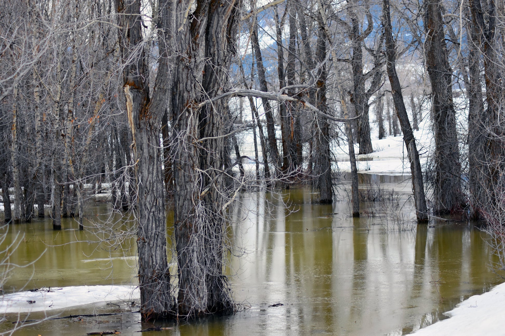 Photograph of trees standing in a river with melting snow, with a subtle yellow cast over the scene. Trees in the River Jackson Hole, Wyoming, Original Photograph by Kim A. Bailey