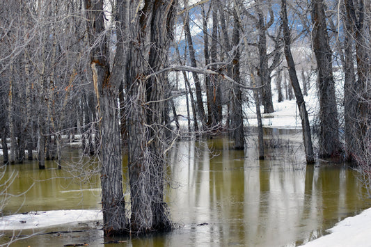 Photograph of trees standing in a river with melting snow, with a subtle yellow cast over the scene. Trees in the River Jackson Hole, Wyoming, Original Photograph by Kim A. Bailey