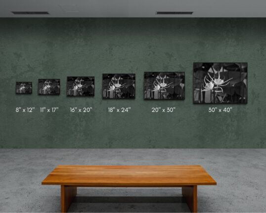Wall of Sized Photographs for Reference