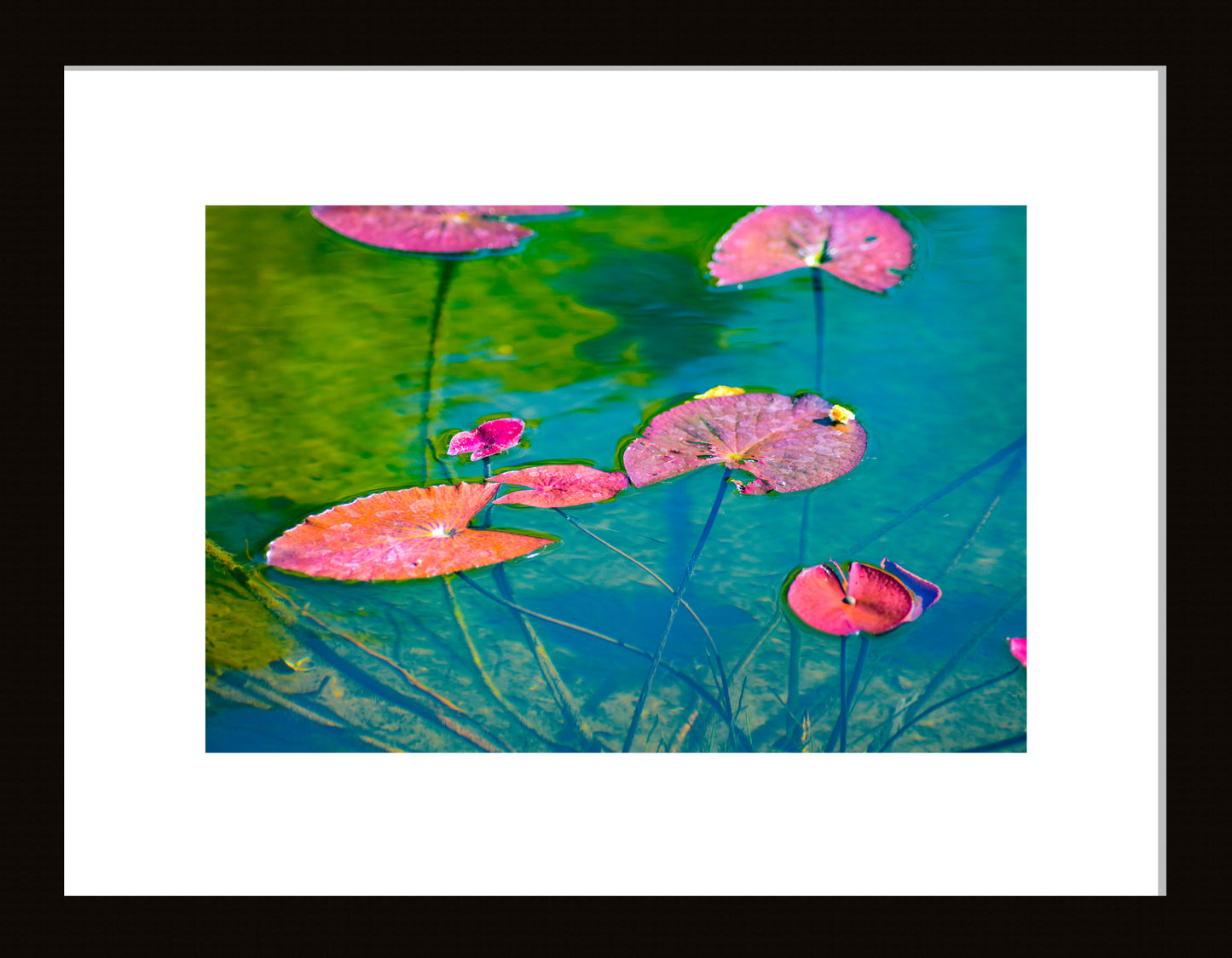 Water Lily Leaves (Pink and Green)