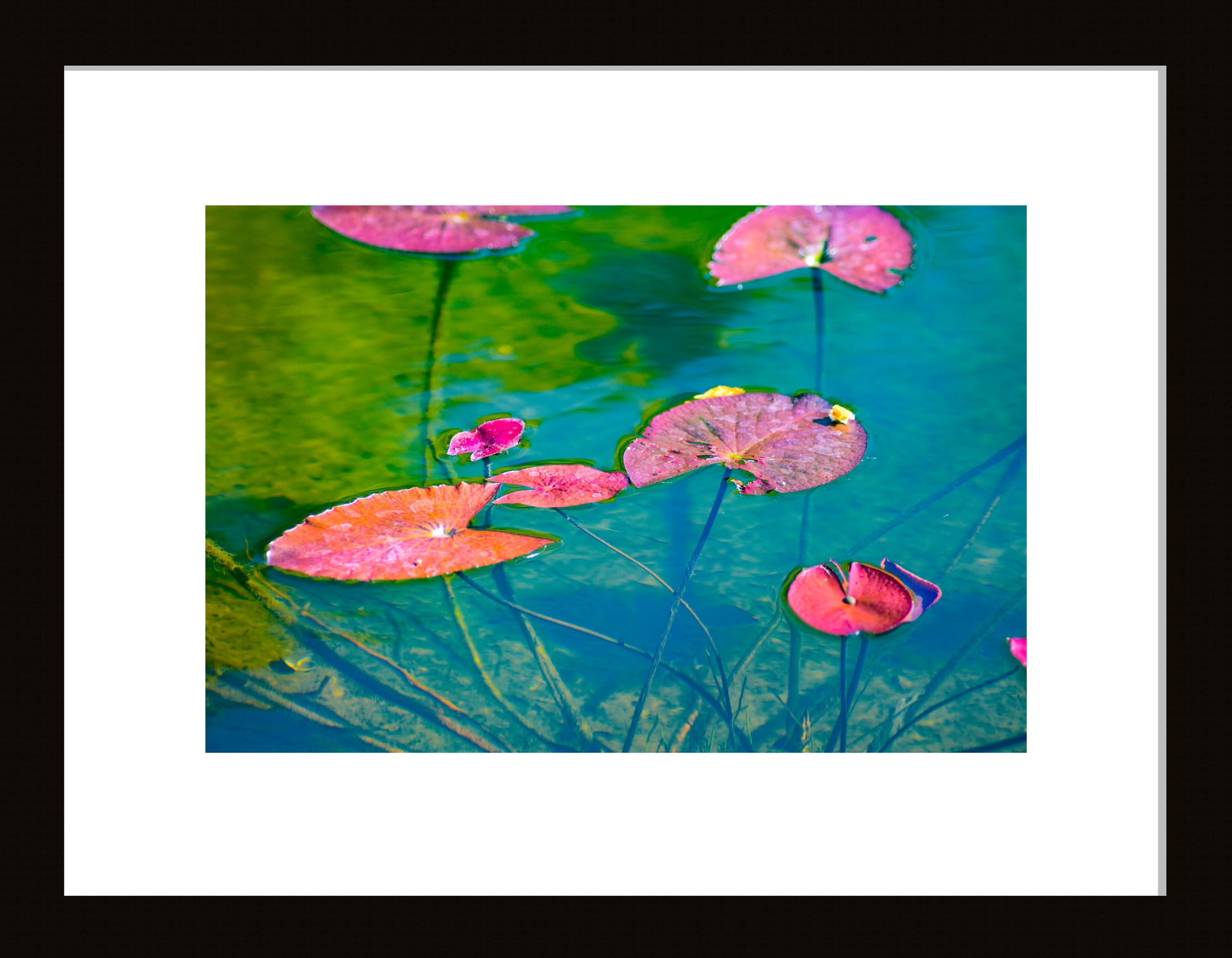 Water Lily Leaves (Pink and Green)