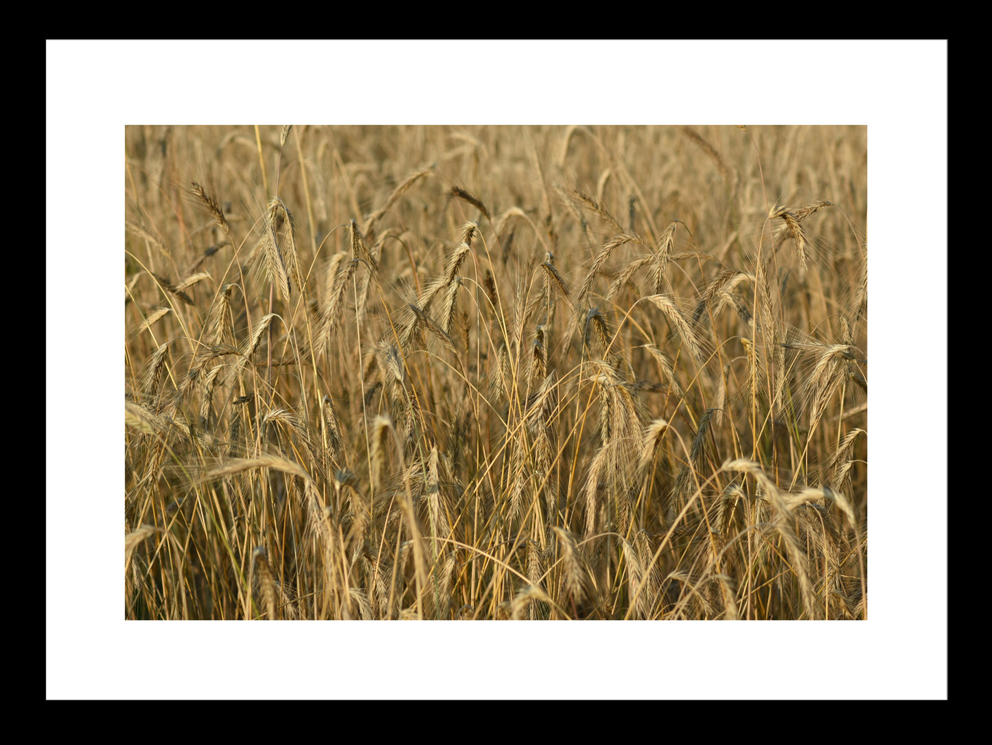 Wheat Field, Original Photograph by Kim A. Bailey