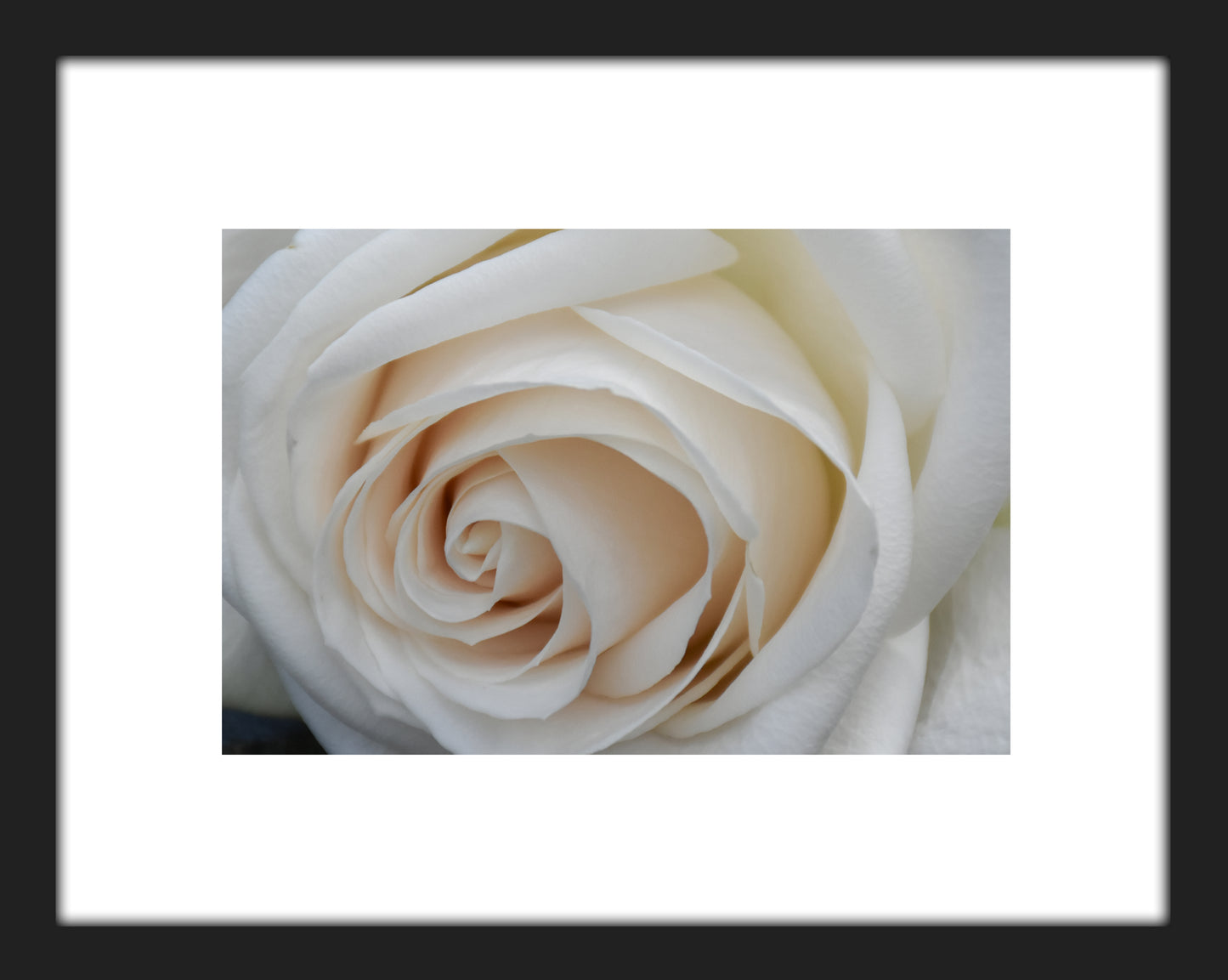 Ivory Whisper — Fine Art Rose Photograph