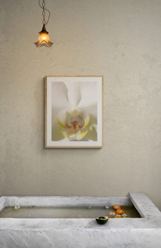 White Dendrobium Original Photograph by Kim A. Bailey