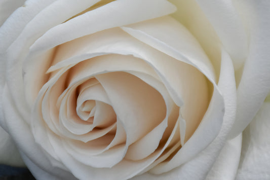 Ivory Whisper — Fine Art Rose Photograph