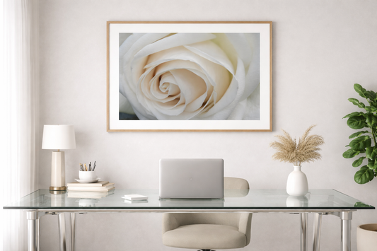 Ivory Whisper — Fine Art Rose Photograph