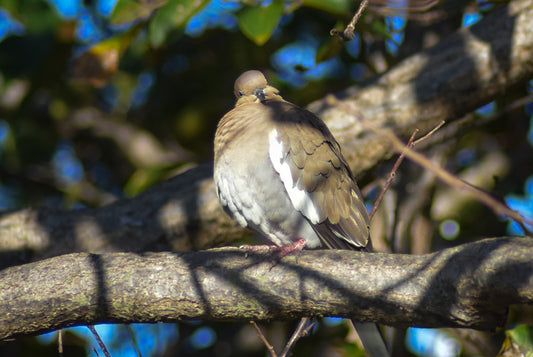 A color photograph of a white-winged dove perched high on a tree branch, surrounded by dappled green foliage.