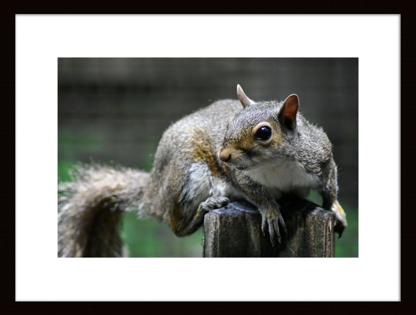 Wildlife Photography Prints – Nature’s Beauty Captured "Squirrel" Original Photograph by Kim A. Bailey