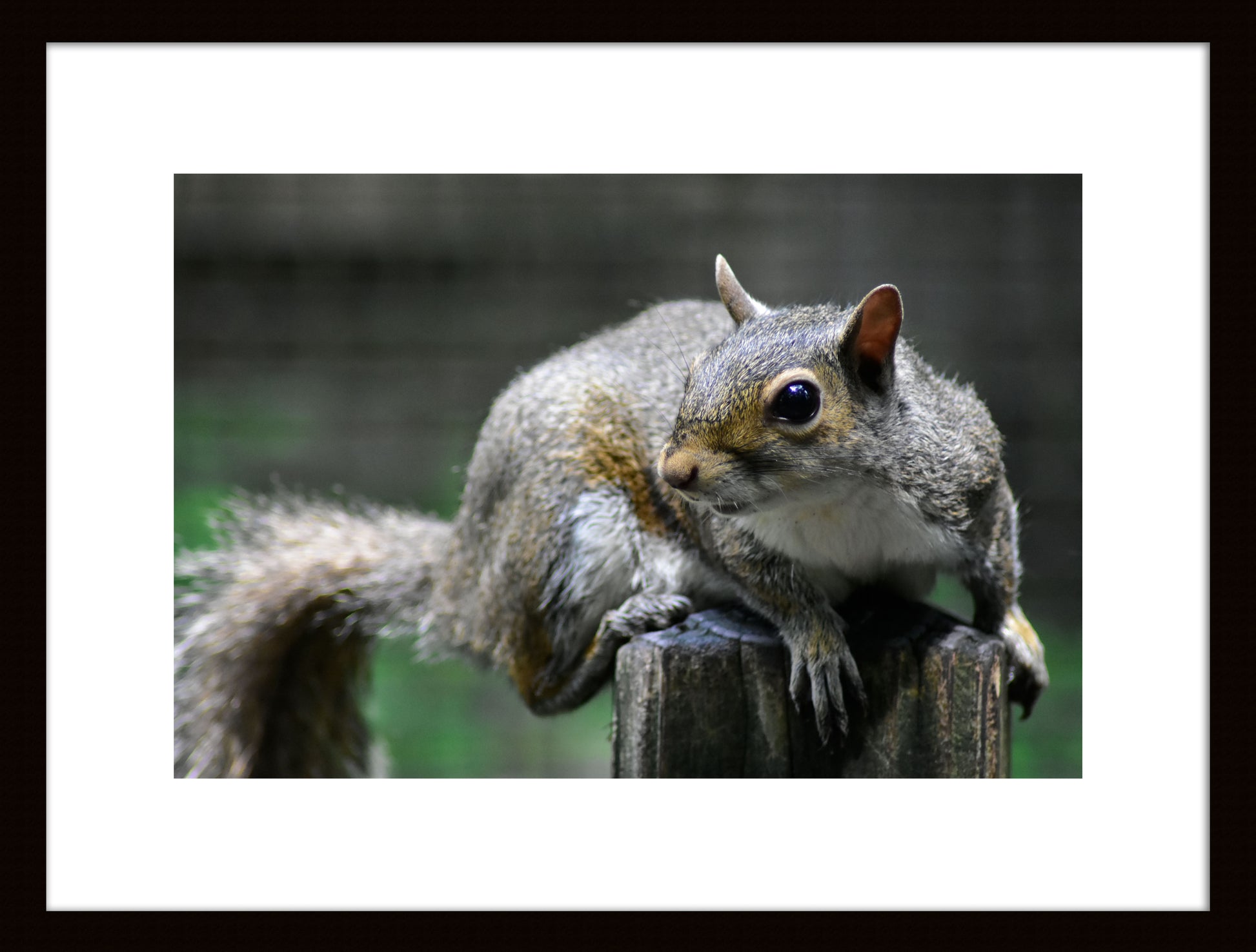 Wildlife Photography Prints – Nature’s Beauty Captured "Squirrel" Original Photograph by Kim A. Bailey