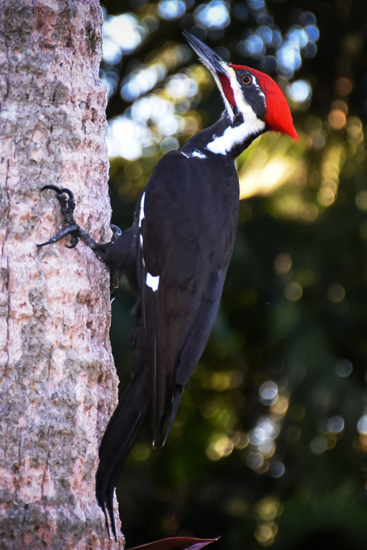 A color photograph of a Pileated Woodpecker perched on a tree trunk with a blurred background.