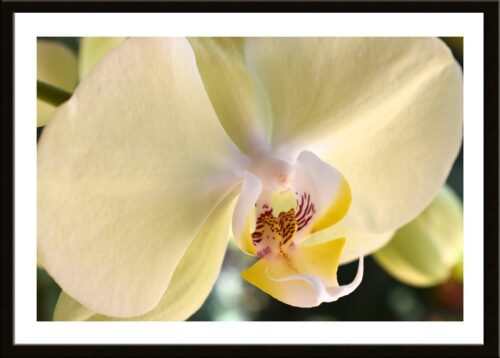 Yellow Phalaenopsis Orchid, Original Photograph by Kim A. Bailey